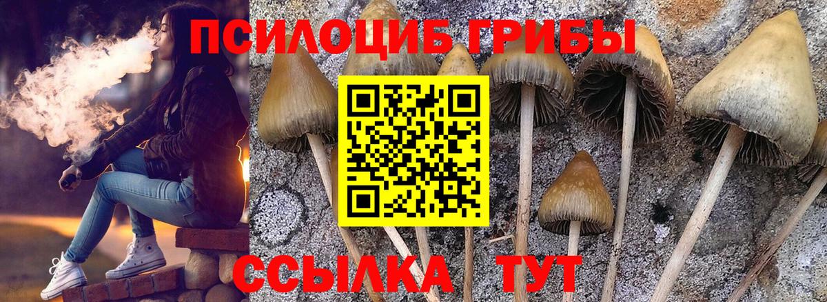 Галлюциногенные грибы Psilocybine cubensis Чернушка